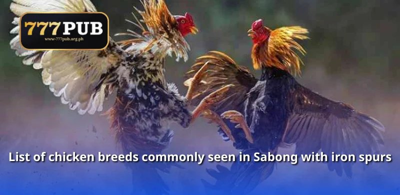 List of chicken breeds commonly seen in Sabong with iron spurs