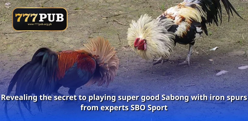 Revealing the secret to playing super good Sabong with iron spurs from experts