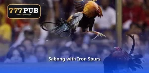 Sabong with Iron Spurs