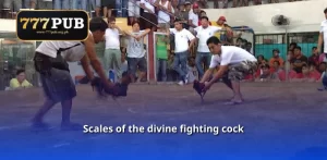 Scales of the divine fighting cock