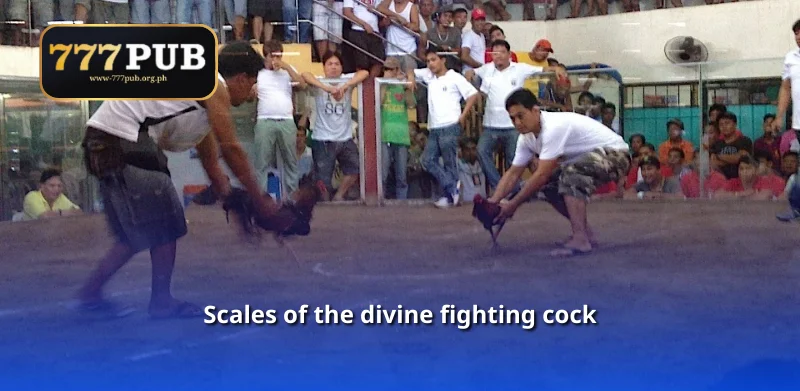 Scales of the divine fighting cock