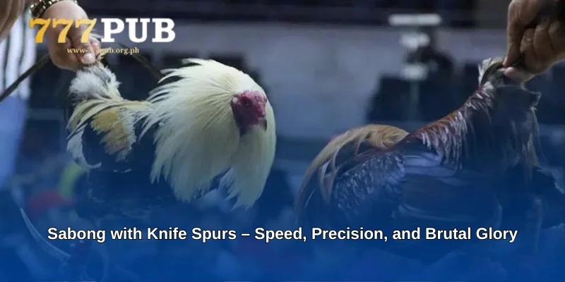 Sabong with Knife Spurs